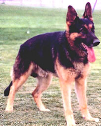 Another former German Shepherd stud dog from Farbenholt Kennels.  Puppies and dogs from this line are still available.