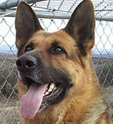 Barry von Mareno AKC German Shepherd  stud dog.