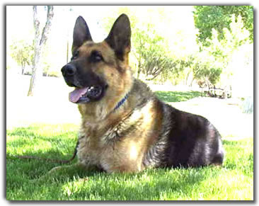 Barry von Mareno, German Shepherd stud dog, was imported from Germany.