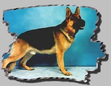 AKC German Shepherd  dog breeders,  all breed dog trainers, and  boarding for all dogs.