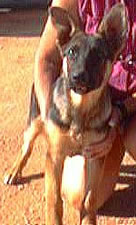 Josie, 4 months old.  AKC German Shepherd puppy.