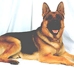 Former German Shepherd stud dog from Farbenholt Kennels.  Puppies and adult dogs available from this blood line.